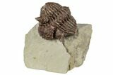 Rare, Encrinurus Trilobite - Malvern, England #196659-5